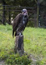 Lappet-faced vulture standing on one leg on a tree stump at the Dallas City Zoo in Texas. Royalty Free Stock Photo