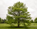 Large Bald Cypress In Forest Park In The City Of Saint Louis, Missouri.