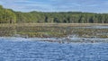 Large field American white water-lilies in front part of the bald cypress forest of Caddo Lake near Uncertain, Texas. Royalty Free Stock Photo