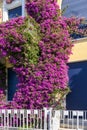 Beautiful purple bougainvillea, Monterosso al Mare, Italy