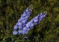 Larskpur Aurora Light blue bloom, Dallas Arboretum Royalty Free Stock Photo