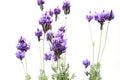 Lavenders in a white background