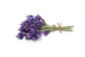 Lavenders in a white background