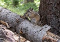 Chipmunk sitting on a log along Royal Elk Trail to Beaver Lake in Beaver Creek, Colorado.