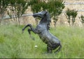 Full size bronze sculpture of a horse rearing beside a neighborhood in the Phillips Creek Ranch development in Frisco, Texas