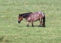 Horse walking through a field in the State of Oklahoma in the United States of America.