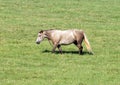 Horse walking through a field in the State of Oklahoma in the United States of America.
