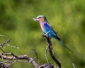 Lilac-breasted roller perched on a leafless shrub with an insect in its bill in the Okavango Delta in Botswana, Africa Royalty Free Stock Photo