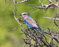 Lilac-breasted roller perched on a leafless shrub in the Okavango Delta in Botswana, Africa Royalty Free Stock Photo