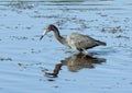 Little blue heron hunting in the wetlands beside the Marsh Trail in the Ten Thousand Islands National Wildlife Refuge in Florida. Royalty Free Stock Photo
