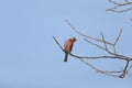 A Long-tailed Rosefinch on the branch of tree Royalty Free Stock Photo