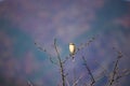 Male bull-headed shrike on the branch of tree