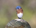 Male eastern bluebird standing atop a wooden pole not far from White Rock Lack in Dallas, Texas.