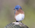 Male eastern bluebird standing atop a wooden pole not far from White Rock Lack in Dallas, Texas.