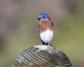 Male eastern bluebird standing atop a wooden pole not far from White Rock Lack in Dallas, Texas.