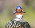 Male eastern bluebird standing atop a wooden pole not far from White Rock Lack in Dallas, Texas.