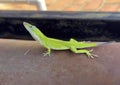 Male green anole with dewlap collapsed on a copper pipe at a home in Dallas, Texas. Royalty Free Stock Photo