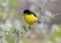 Male lesser goldfinch on a tree branch in La Lomita Bird & Wildlife Photography Ranch in Uvalde, Texas. Royalty Free Stock Photo