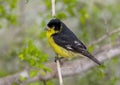 Male lesser goldfinch on a tree branch in La Lomita Bird & Wildlife Photography Ranch in Uvalde, Texas. Royalty Free Stock Photo