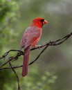 Male northern cardinal on barbed wire at the La Lomita Bird and Wildlife Photography Ranch in Uvalde, Texas. Royalty Free Stock Photo