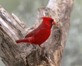 Male northern cardinal perched on a log at the La Lomita Bird and Wildlife Photography Ranch in Texas. Royalty Free Stock Photo