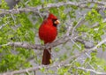 Male northern cardinal perched in a tree at the La Lomita Bird and Wildlife Photography Ranch in Uvalde, Texas. Royalty Free Stock Photo