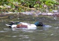 Male Northern Shoveler swimming near the edge of a large pond in McInnish Park in Carrollton, Texas. Royalty Free Stock Photo