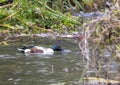 Male Northern Shoveler swimming near the edge of a large pond in McInnish Park in Carrollton, Texas. Royalty Free Stock Photo