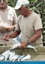 Weathered man cleaning fresh fish at the Puerto Ayora fish market in Santa Cruz Island in the Galapagos, Ecuador.