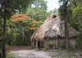 Mayan hut with a Flame tree in the background