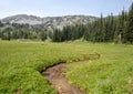 Pictured is a meadow in Mount Rainier National Park, Washington