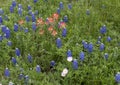 Mixture of Bluebonnets, Indian Paintbrush and Showy Evening Primrose along the Bluebonnet Trail in Ennis, Texas.