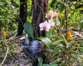 Moon Orchid, Phalaenopsis aphrodite, in a coconut planter on the Island of Maui, Hawaii. Royalty Free Stock Photo