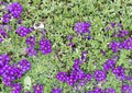 Moss Verbena, clusters of tiny purple flowers amid low growing green groundcover in Alberobello, Italy