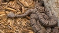 Mottled Rock Rattlesnake at Rattlers & Reptiles, a small museum in Fort Davis, Texas, owned by Buzz Ross. Royalty Free Stock Photo