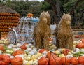 Multicolored pumpkins and two straw horses pulling a white carriage at the Dallas Arboretum in Texas. Royalty Free Stock Photo