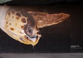 Mural with the image of a Loggerhead turtle on the wall of a tunnel at the Dallas Zoo.