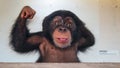 Mural on a wall in a tunnel in the Dallas City Zoo featuring a cute Chimpanzee.