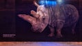 Mural on a wall in a tunnel in the Dallas City Zoo featuring a Northern White Rhinocerus Royalty Free Stock Photo