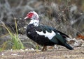 Muscovy duck walking in short grass near the shore of Sunset Bay on White Rock Lake in Dallas, Texas. Royalty Free Stock Photo