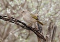 Olive sparrow on a barbed wire in the La Lomita Bird and Wildlife Photography Ranch in Texas. Royalty Free Stock Photo