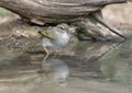 Olive sparrow in a pool in the La Lomita Bird and Wildlife Photography Ranch in Texas.