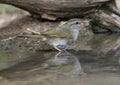 Olive sparrow in a pool in the La Lomita Bird and Wildlife Photography Ranch in Texas.