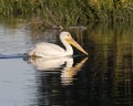 One American white pelican, binomial name Pelecanus erythrorhynchos, swimming in White Rock Lake in Dallas, Texas. Royalty Free Stock Photo