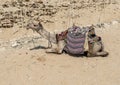 One hump dromedary camel kneeling in the sand at the Djoser mortuary complex in Egyp. Royalty Free Stock Photo