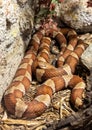Osage Copperhead at Rattlers & Reptiles, a small museum in Fort Davis, Texas, owned by Buzz Ross.