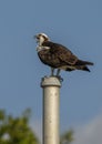Osprey perched on an iron pole at the Flamingo Visitor Center in the Everglades National Park in Florida.