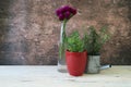 Parsley planted in a red flowerpot and rosemary planted in a watering can Royalty Free Stock Photo