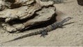 Perentie walking in the sand in the Dallas City Zoo in Texas.