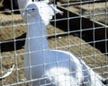 Beautiful white peacock in the cage of the zoo